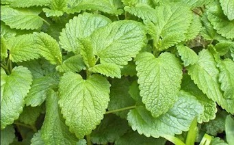 Lemon Balm Extract ingredient in Yu Sleep formula